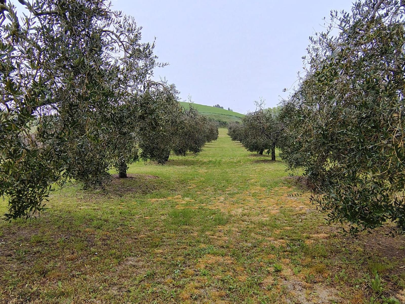 Casa Vacanze Podere San Giusto Volterra Bagian luar foto